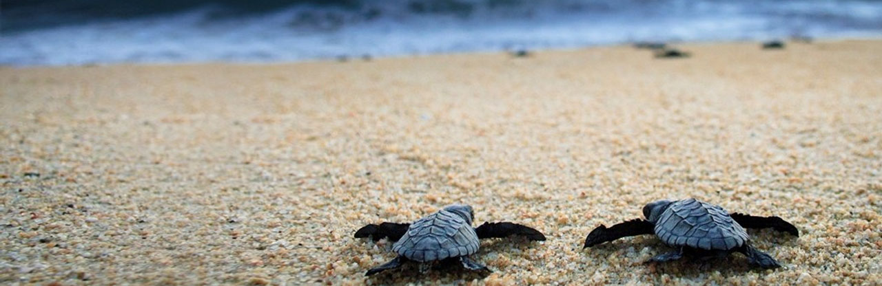 Atractivos turísticos Mazatlán - Liberación de tortugas